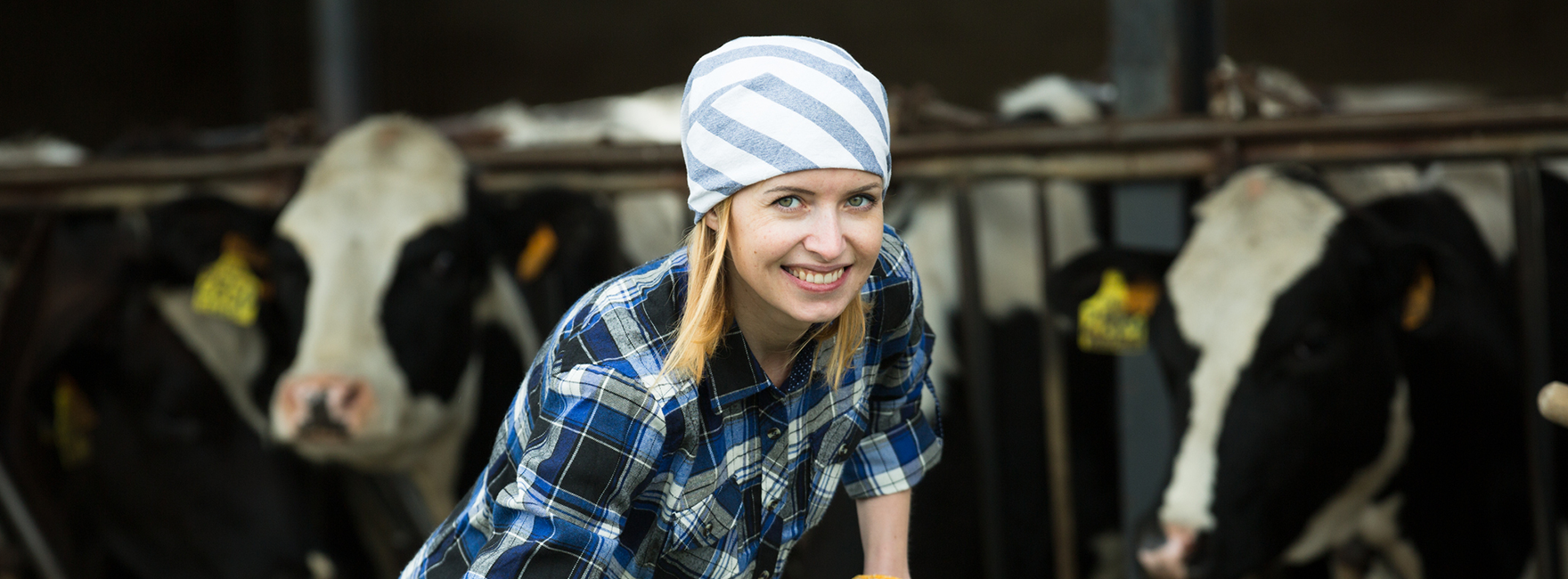Eine junge Frau schaufelt Heu. Sie trägt ein Kopftuch. Im Hintergrund stehen drei Kühe.