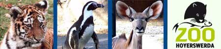 Tierbilder mit Tiger, Pinguin, Kudu sowie Logo vom Zoo Hoyerswerda