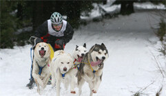 Schlittenhunde im Winter